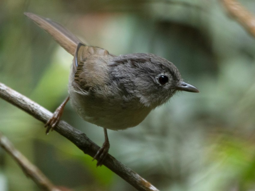 a small bird is perched on a branch