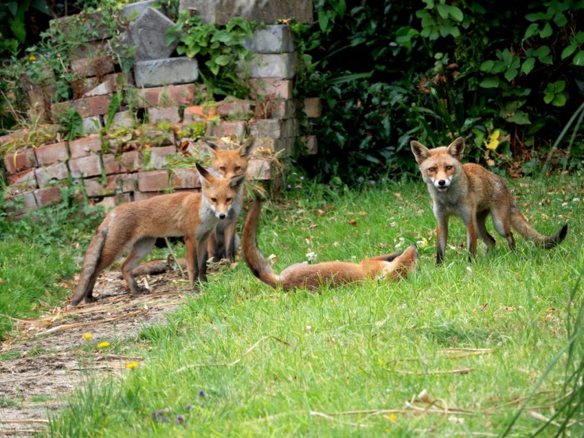 a group of foxes standing on top of a lush green field