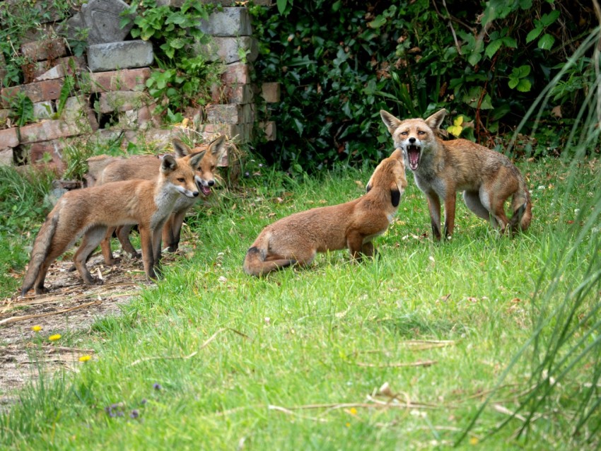 a group of foxes standing on top of a grass covered field