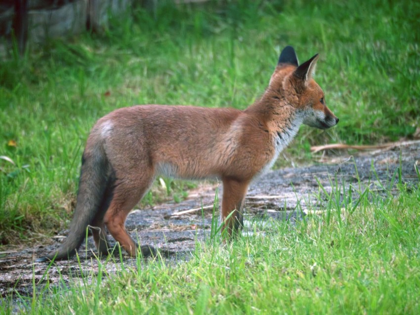 a small brown fox standing on top of a lush green field