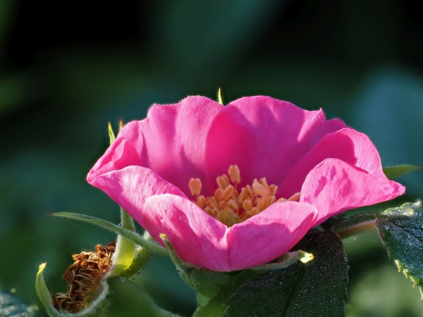 a close up of a pink flower on a plant