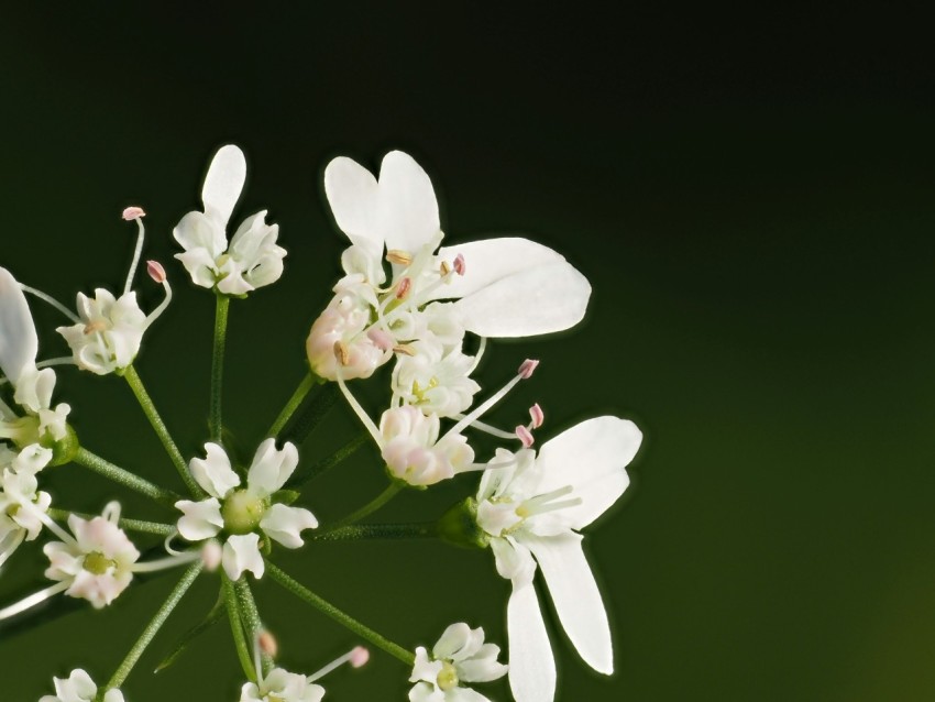 a close up of a white flower on a green background