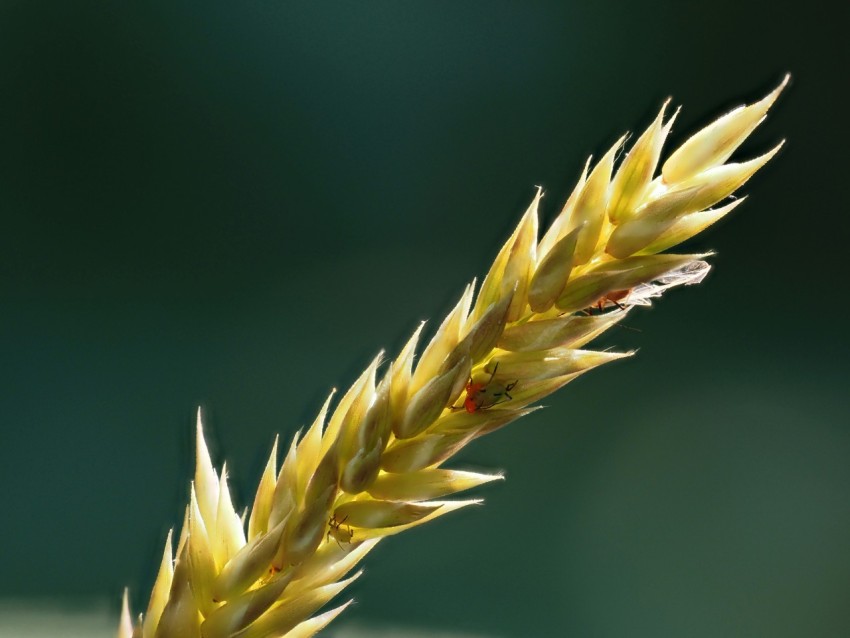 a close up of a plant with a blurry background