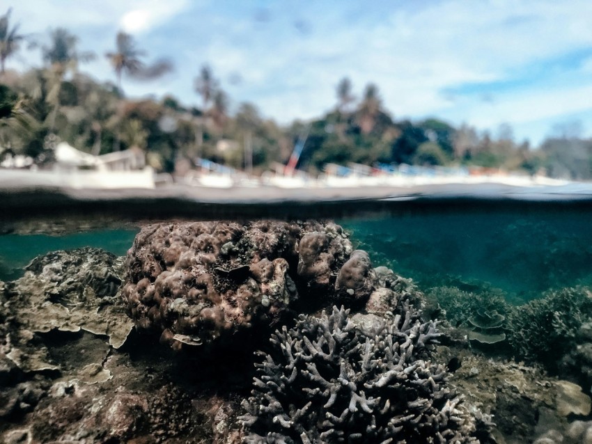 an underwater view of a coral reef with a beach in the background