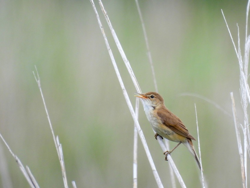 a small bird perched on top of a dry grass field