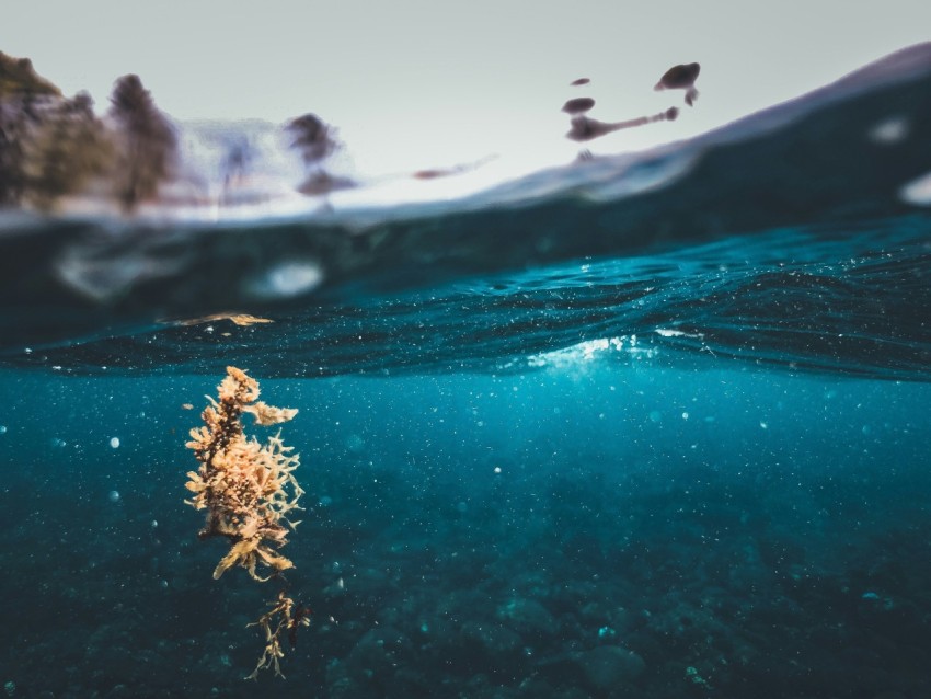 an underwater view of a sea weed in the water