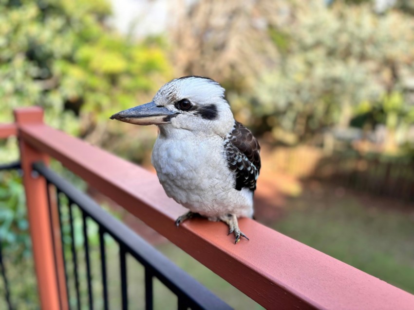 a black and white bird sitting on a red railing