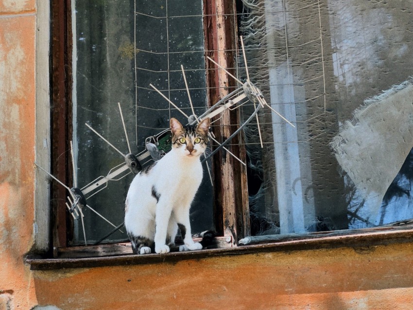 a cat sitting on a window sill looking out the window