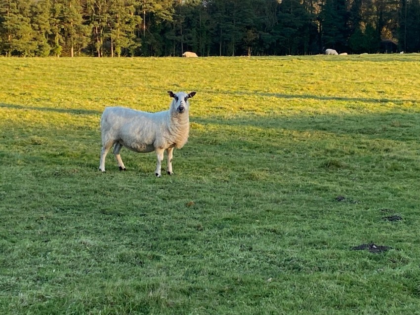 a sheep standing in the middle of a field VtVXkDRod