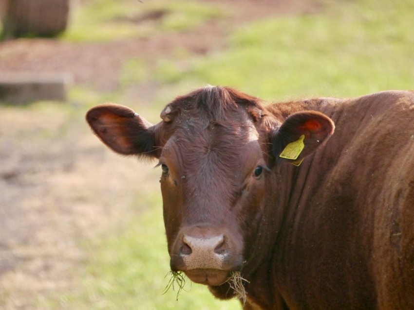 a brown cow standing on top of a lush green field