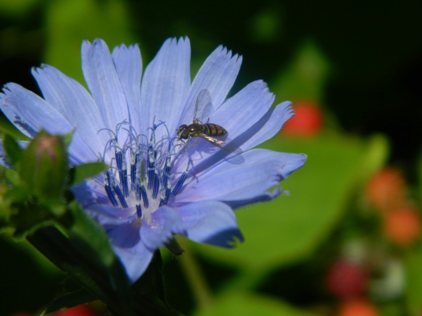 a blue flower with a bee on it