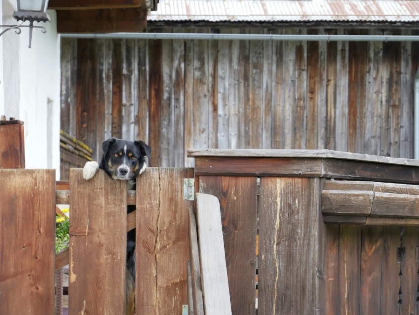 a black and white dog sticking its head over a wooden fence