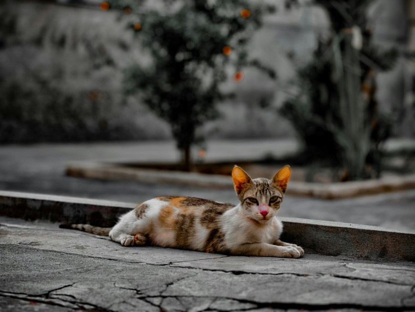 a cat that is laying down on the ground l