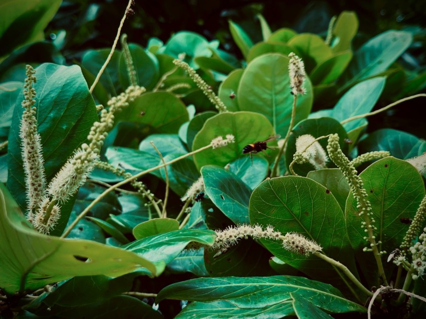 a close up of a plant with leaves and flowers