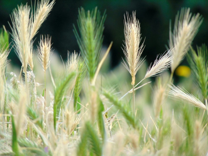 a close up of a bunch of tall grass