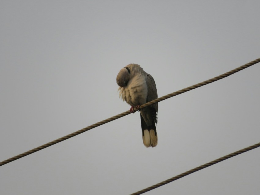 a bird sitting on top of a power line