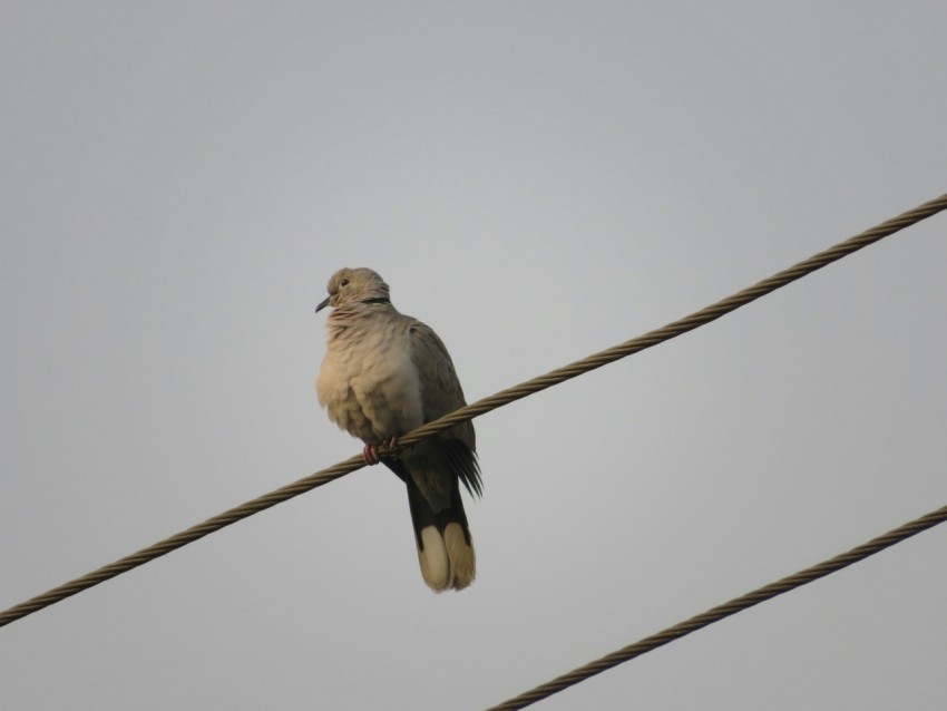 a bird is sitting on a power line