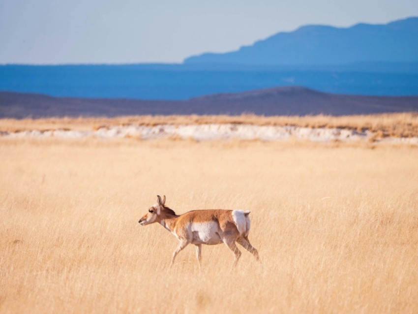 a deer running across a dry grass field