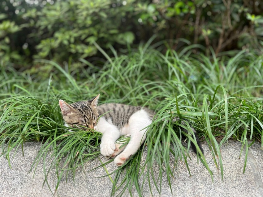 a cat laying on top of a lush green field