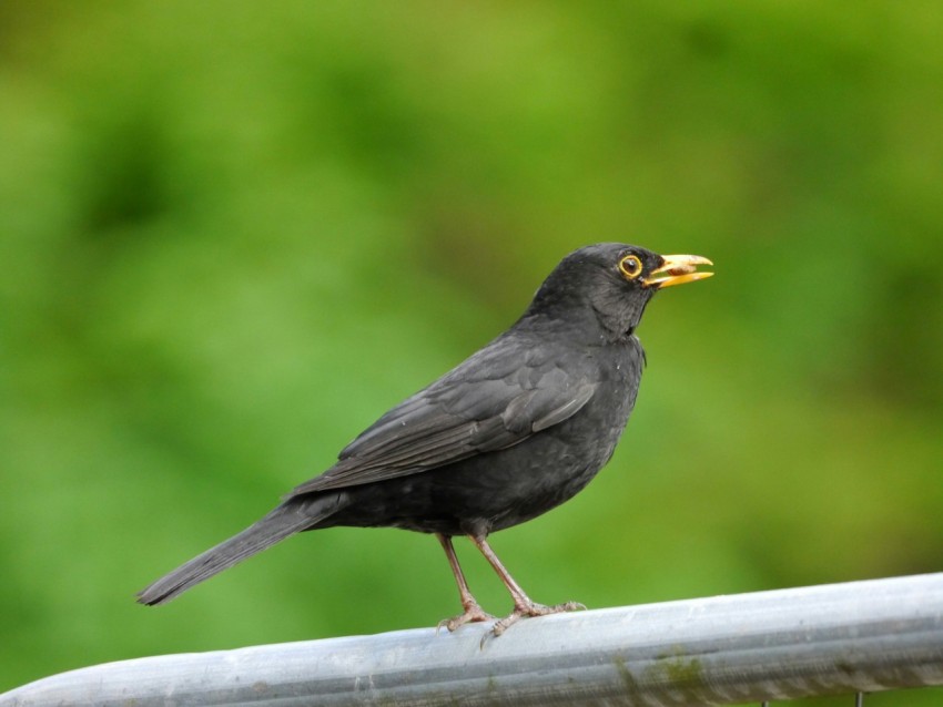 a small black bird with a yellow beak