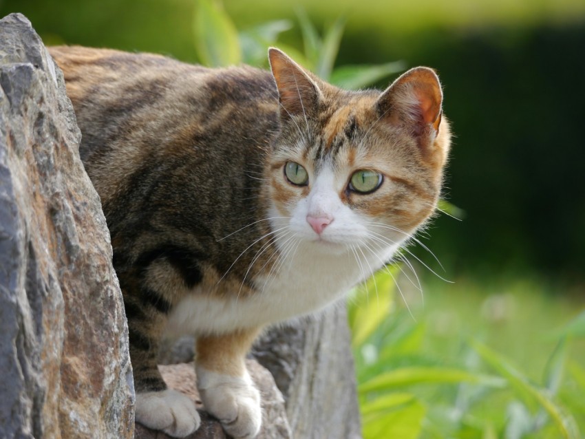 a cat is standing on a rock outside