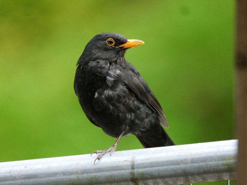 a black bird sitting on top of a metal fence