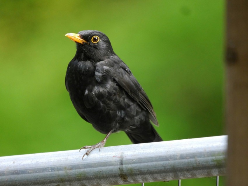 a small black bird perched on a fence