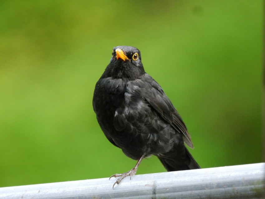 a black bird sitting on top of a metal rail