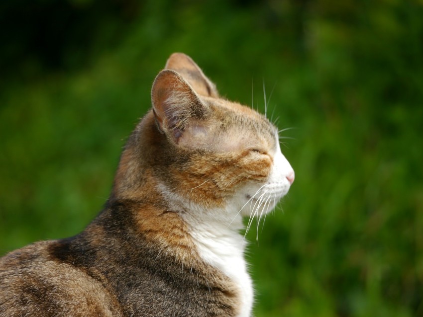 a brown and white cat sitting on top of a grass covered field