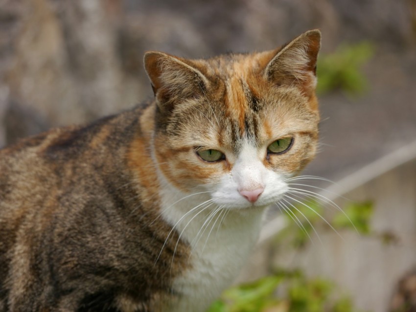 a close up of a cat near a wall