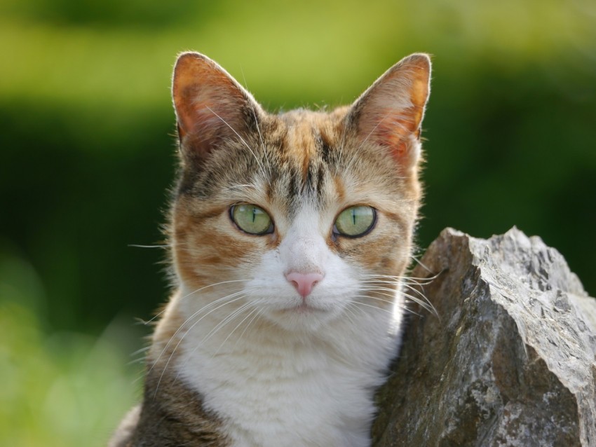 a cat with green eyes sitting on a rock