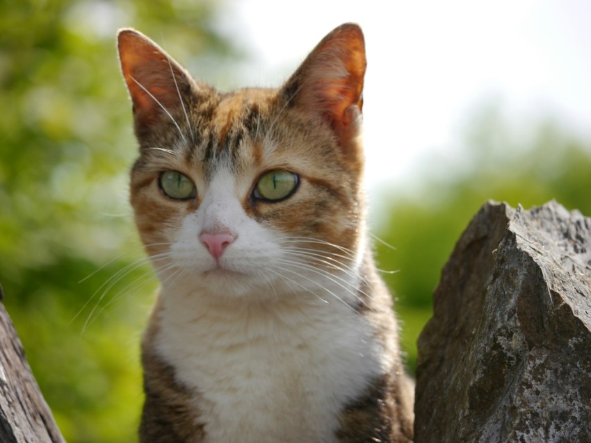 a close up of a cat sitting on a rock