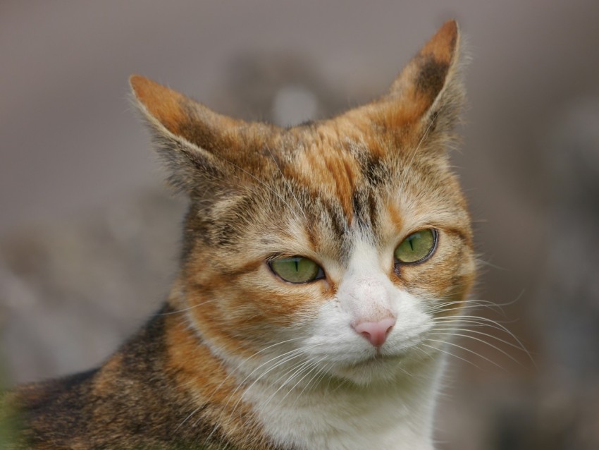 a close up of a cat with a blurry background