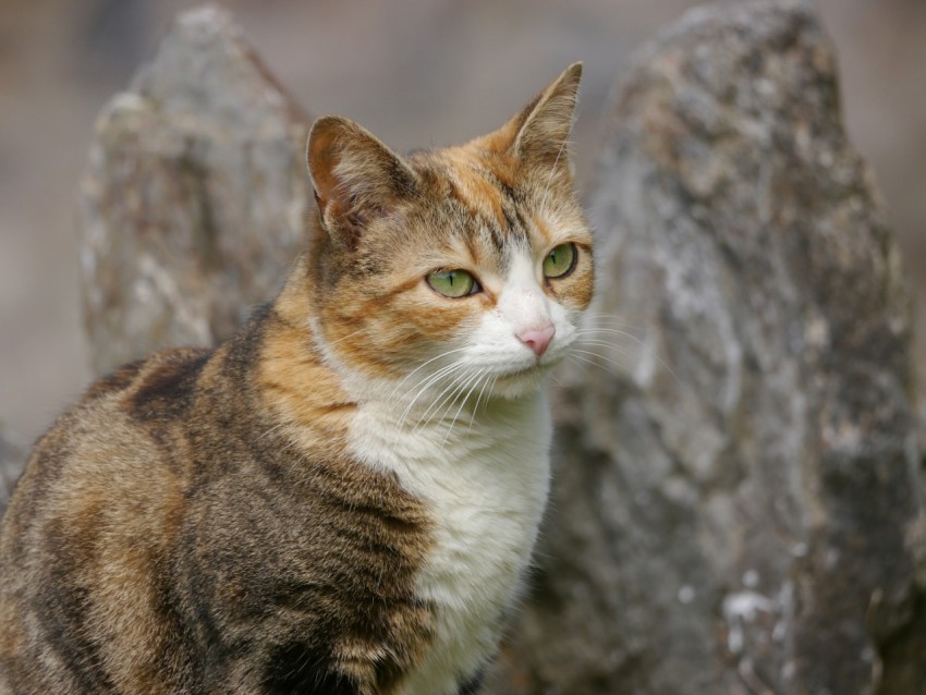 a cat sitting on top of a rock next to a tree