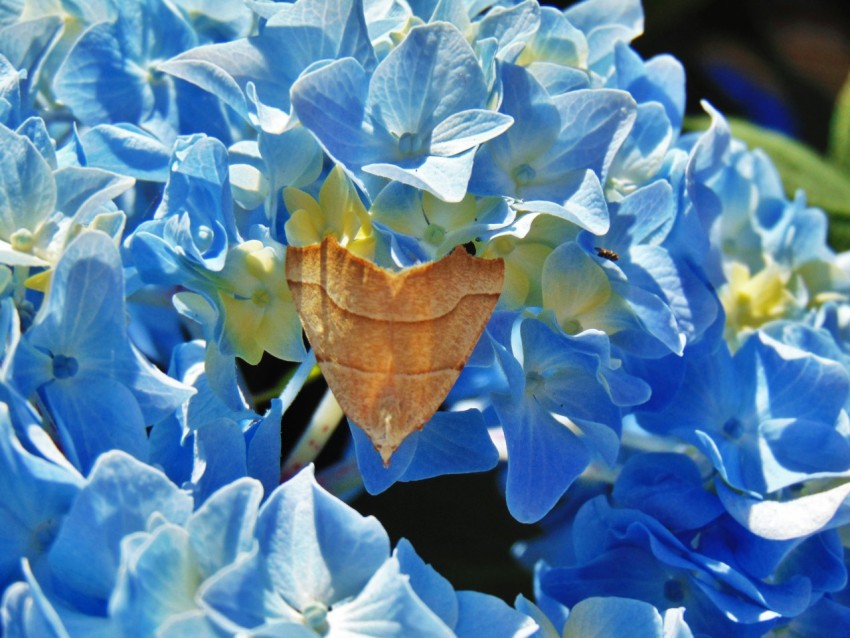 a butterfly sitting on top of a blue flower WzCKqI