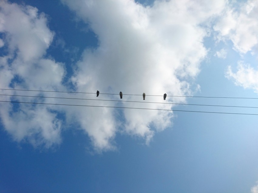 a group of birds sitting on top of a power line