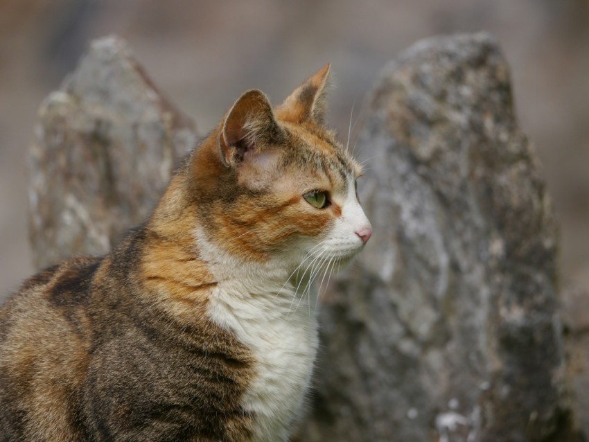 a cat sitting in front of a rock formation