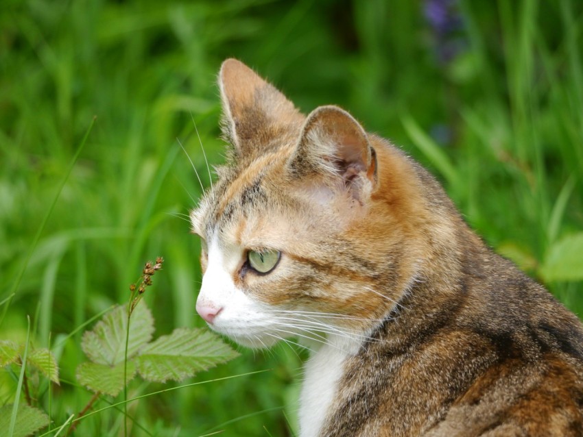 a cat sitting in a field of grass