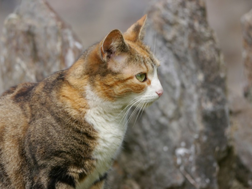 a cat sitting on top of a pile of rocks