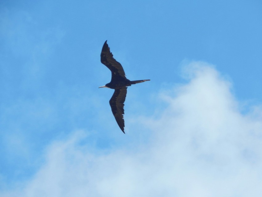 a large bird flying through a cloudy blue sky