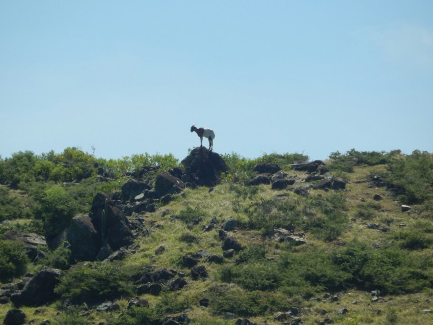 a dog standing on top of a lush green hillside MxT