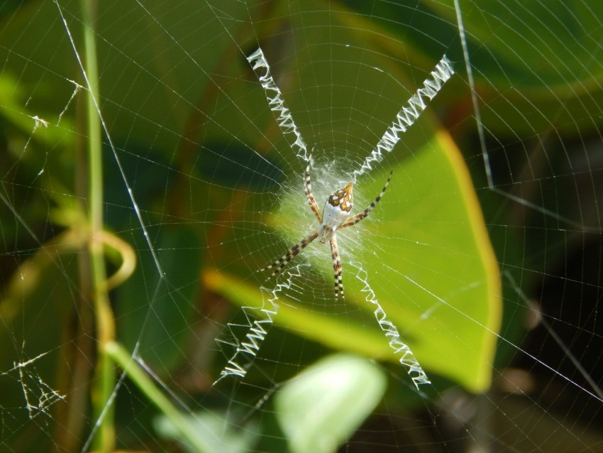 a close up of a spider web on a leaf