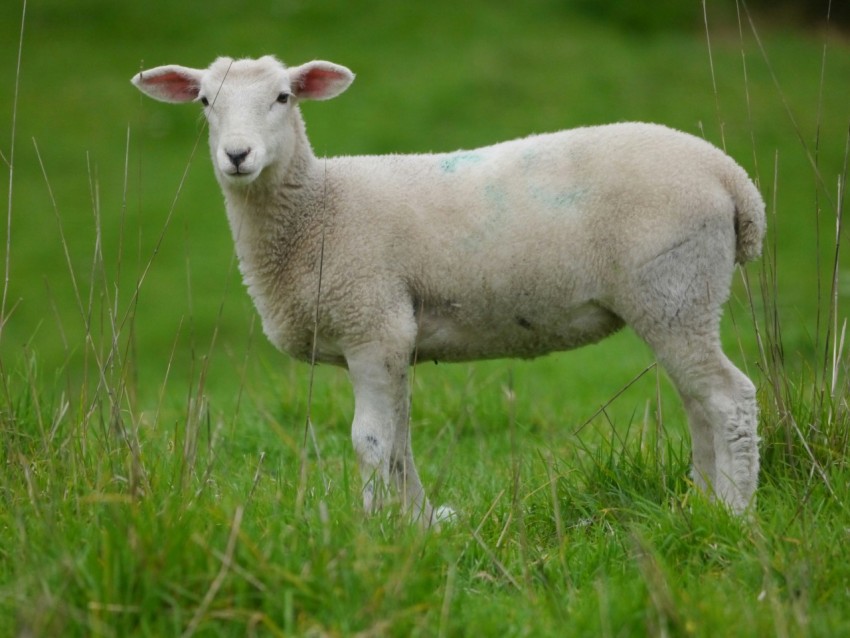 a white sheep standing in a grassy field