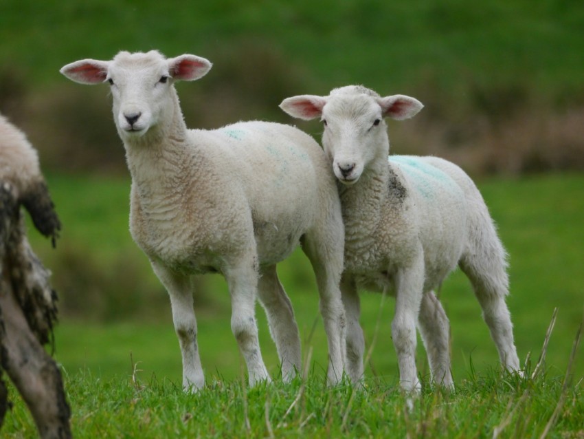 a group of sheep standing on top of a lush green field