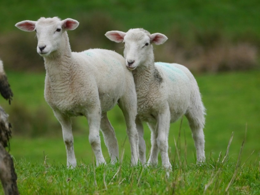 a group of sheep standing on top of a lush green field