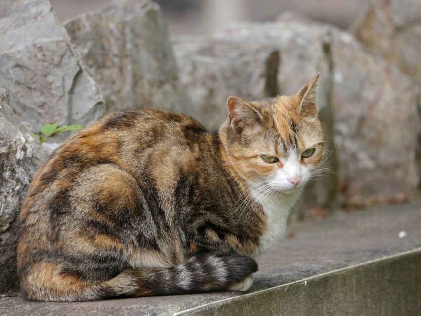 a cat sitting on a ledge next to some rocks