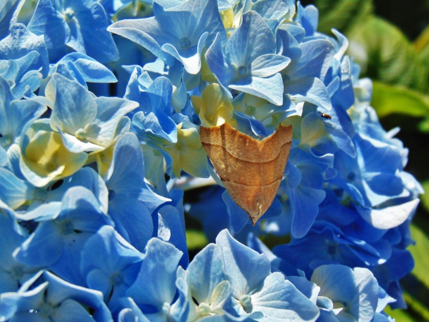 a close up of a blue flower with a butterfly on it