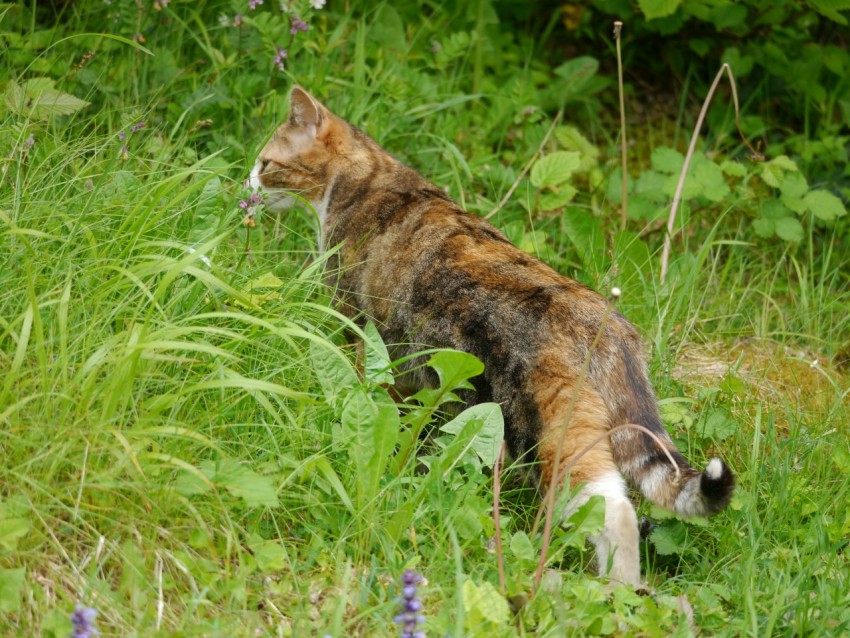 a cat walking through a lush green field