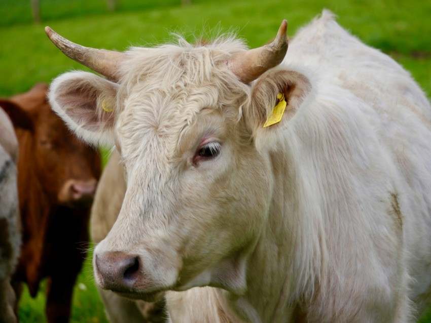 a group of cows standing on top of a lush green field