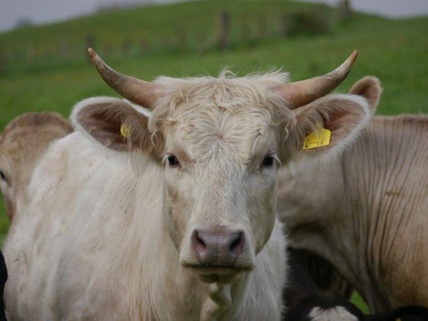 a herd of cattle standing on top of a lush green field 2s_jP